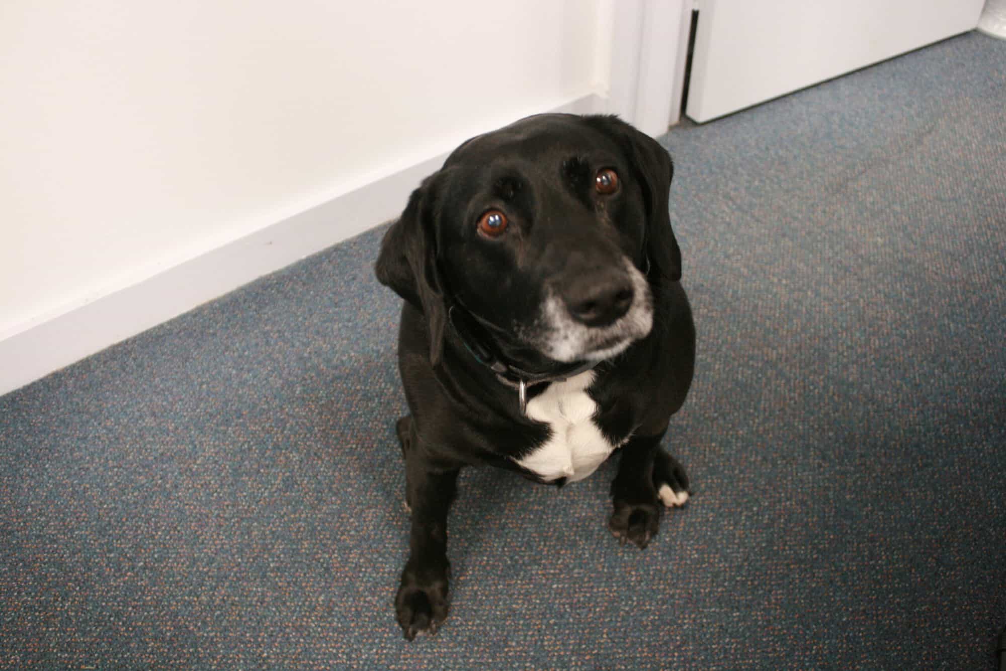 ysc-wellbeing-dogs-yarram-secondary-college