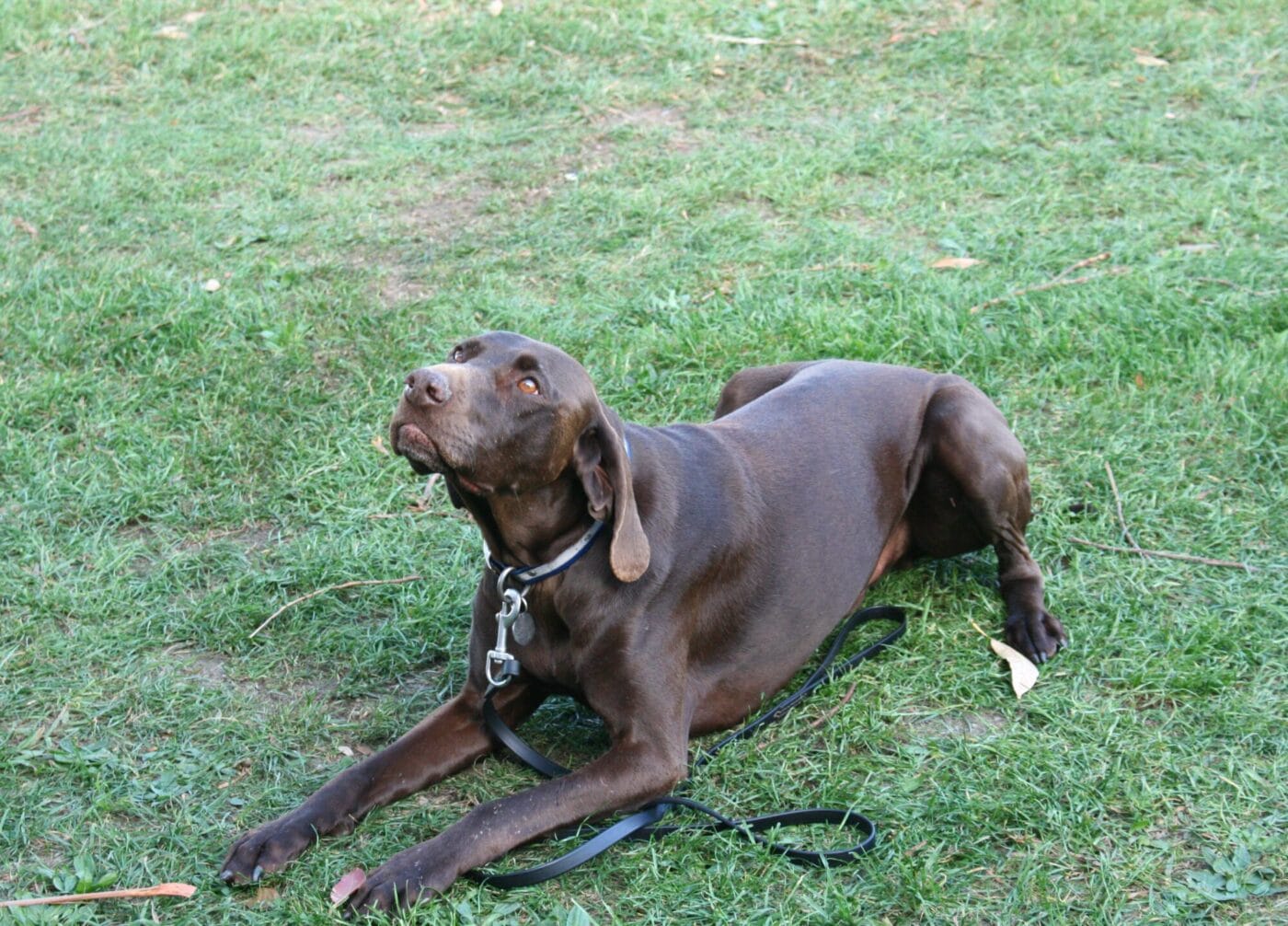 Chocolate Labrador lying on grass, looking up with a leash at its collar visible.