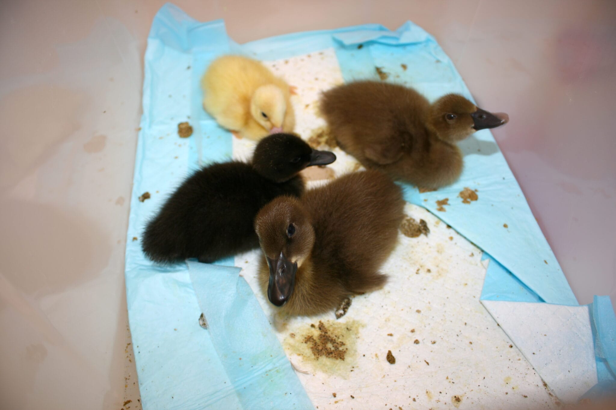 science science week ducklings (8)