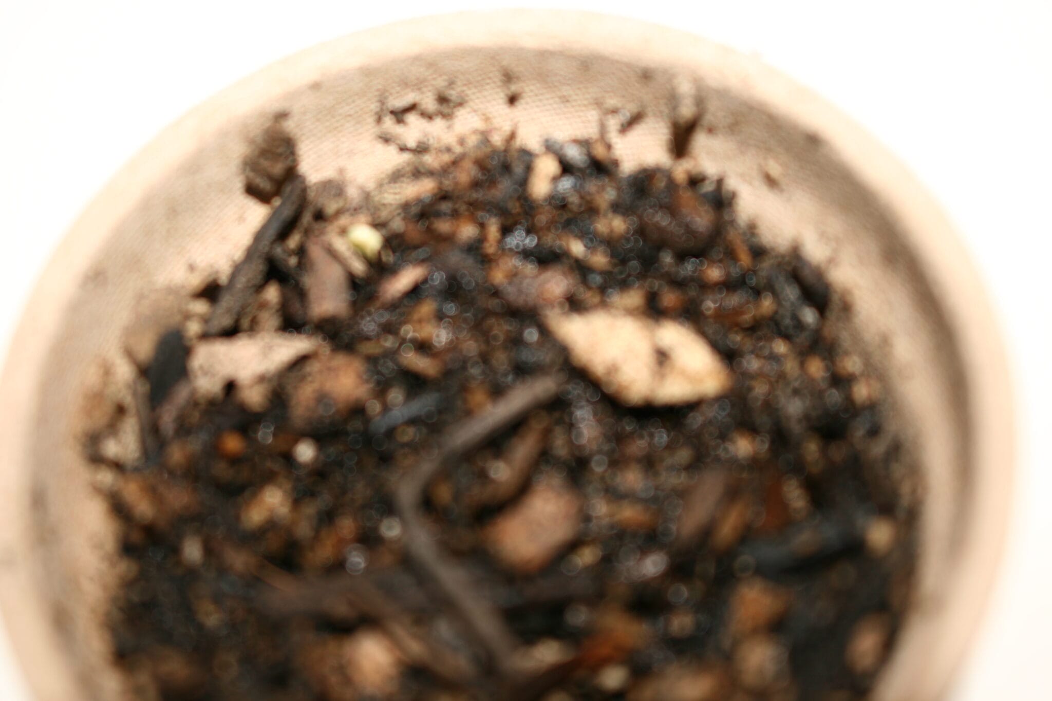 science science week seedling plantings (3)