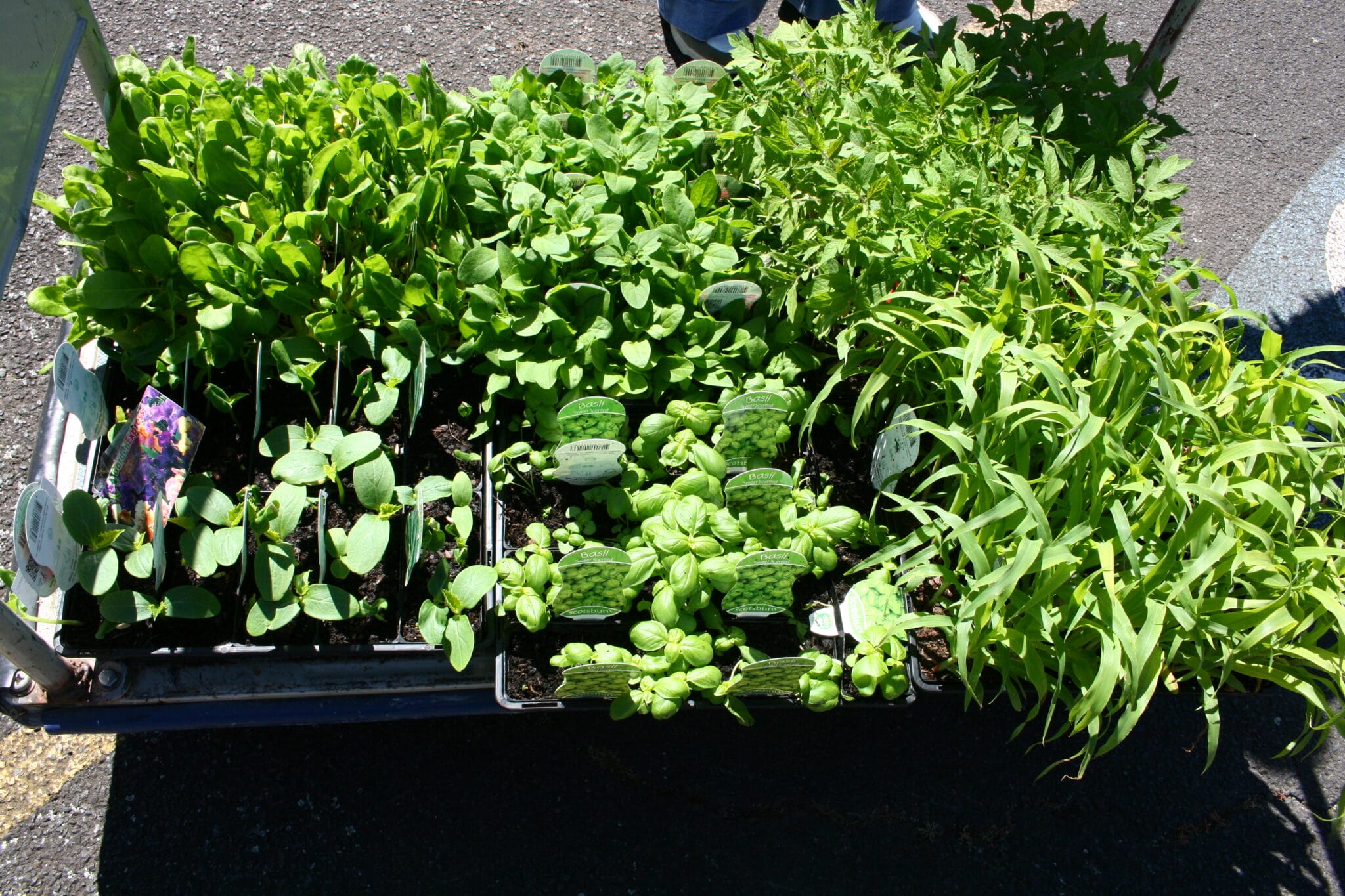 junior activities p2p herb pot prizes (5)